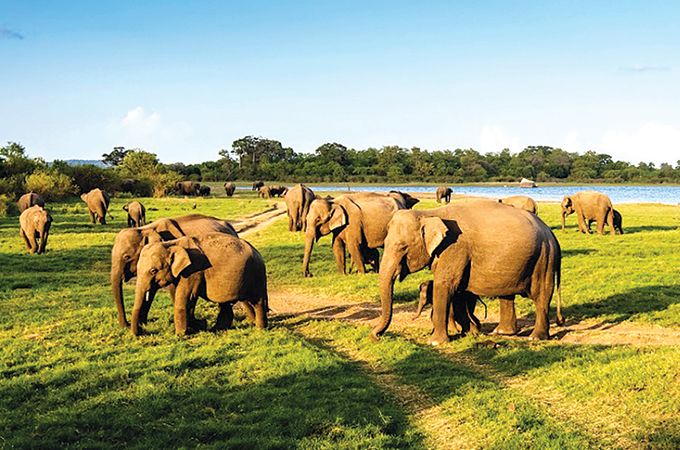 Sri Lanka’s summer spectacular